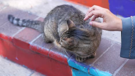 woman petting a cat on steps