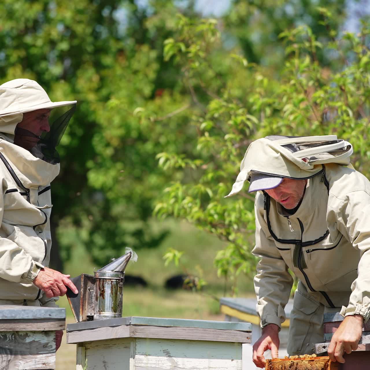 Two apiculturists cooperating at the rural bee farm. Men in special outfits checking frame with bees . Nature backdrop