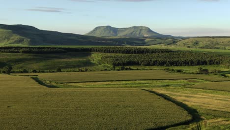 Aerial-descent-shows-field-of-maize-with-soy-bean-rows-in-distance