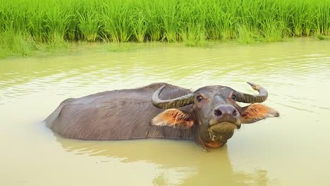 Gehörnter-Wasserbüffel-Schaut-Beim-Schwimmen-Wütend-In-Die-Kamera