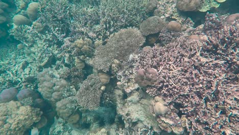 snorkeling over a stunning, colourful coral reef on tropical island bougainville, papua new guinea