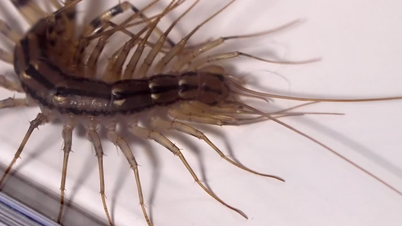 Scutigera Coleoptrata: House Centipede Crawling on a White Surface