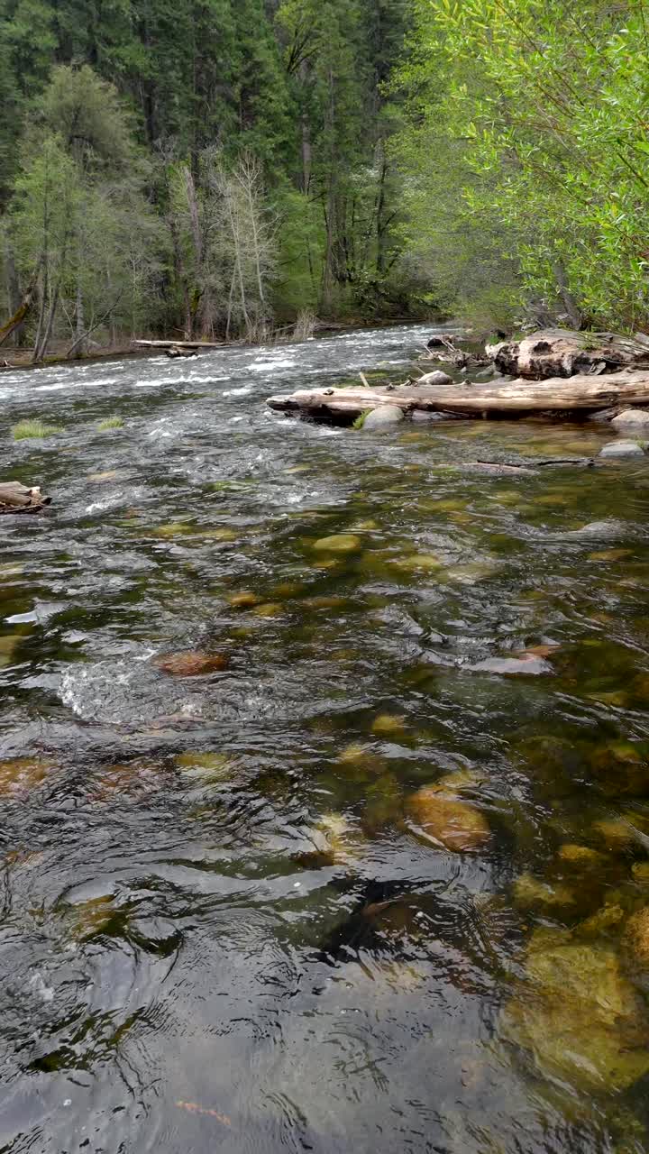 Fiume limpido che scorre attraverso una foresta verde lussureggiante