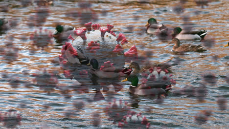 células de covid-19 contra patos nadando en un lago