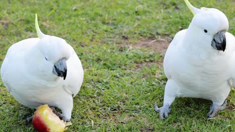 two cockatoos interacting and sharing a fruit