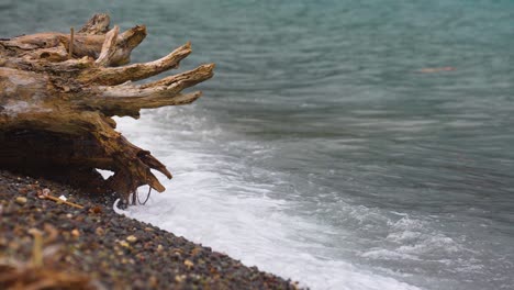 Olas-Rompiendo-En-El-Tronco-De-Un-árbol-Muerto-A-Lo-Largo-De-La-Orilla-Del-Mar-Cámara-Lenta-De-Mano-4k