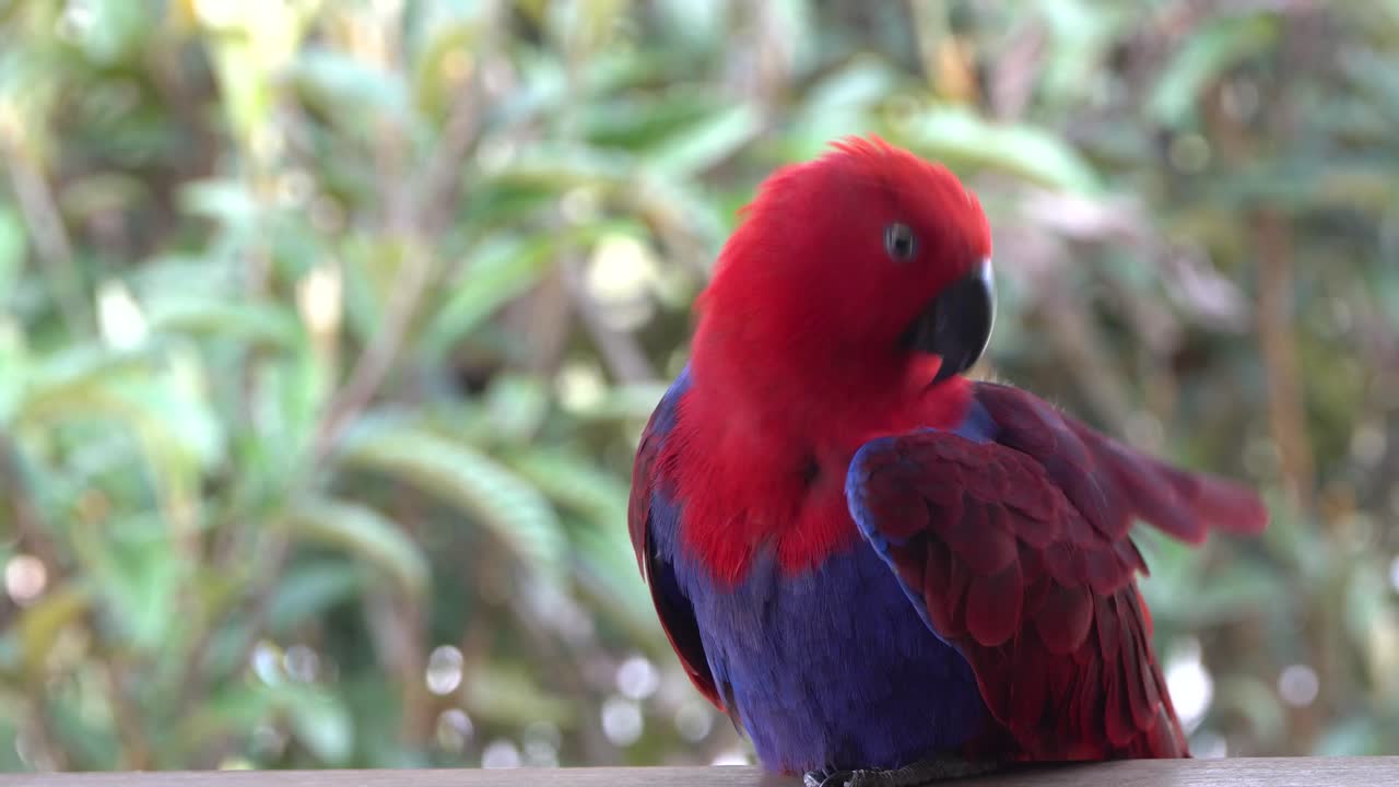 impresionante loro eclectus hembra rojo y morado se acicala las plumas de las alas