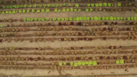 plantación de granja de lechuga orgánica en un campo rural, disparo de drones de cohetes en aumento