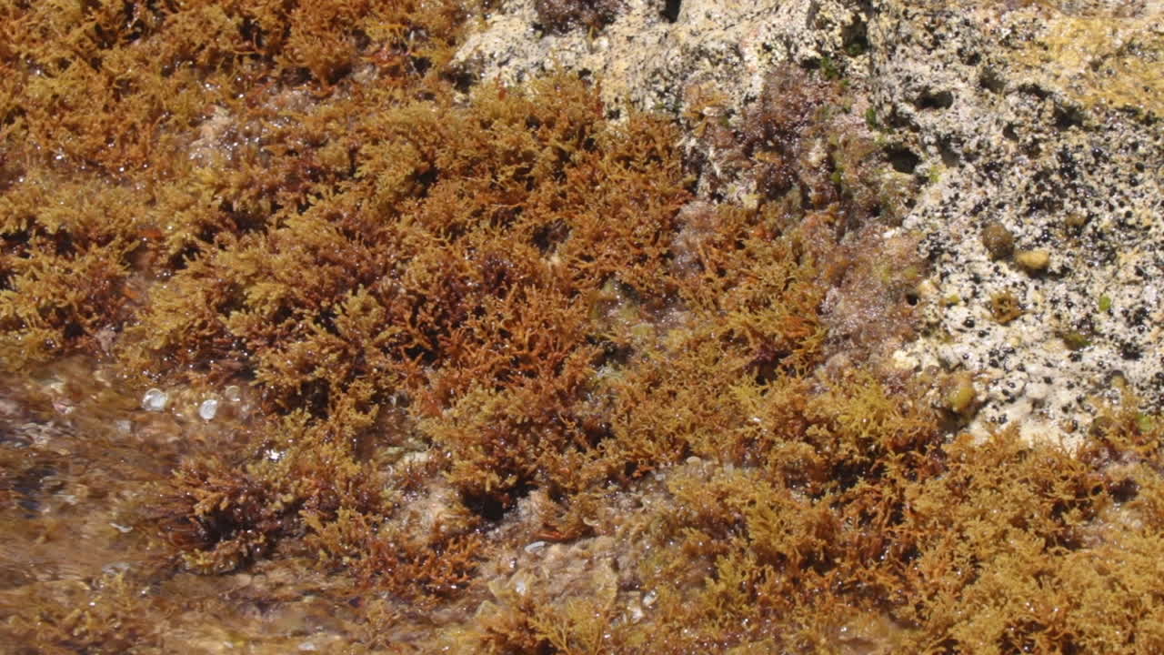 olas golpeando la costa