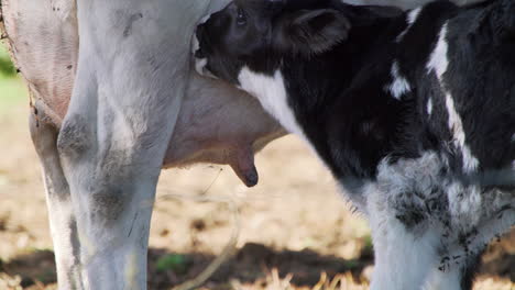 closeup shot of a newborn calf trying to feed from its mother, black and white diary cows