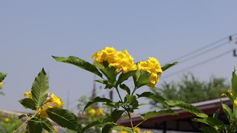 yellow flowers moving slightly in the breeze