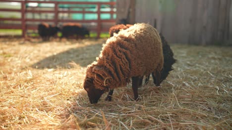 ovejas pastando en un campo de heno