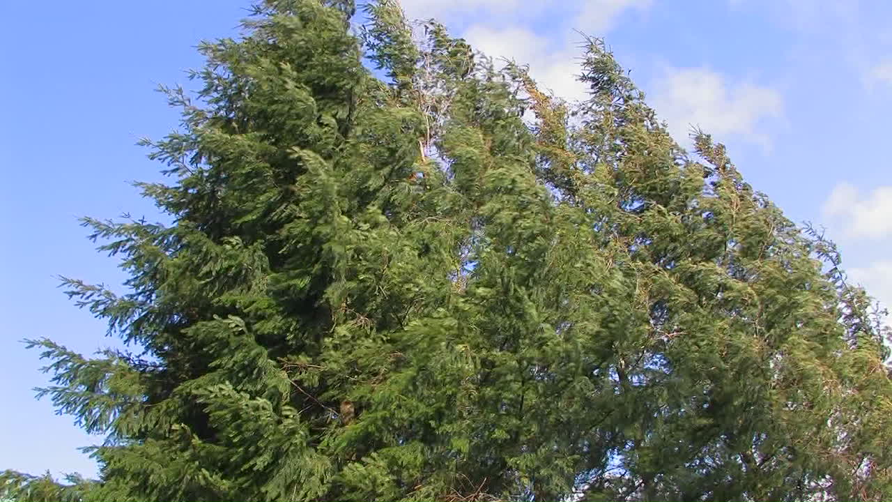 강한 바람에 키 큰 나무가 흔들린다