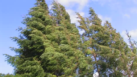 tall trees sway from strong winds