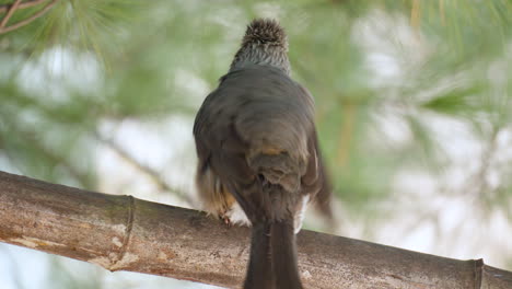 Bulbul-De-Orejas-Marrones-Sentado-En-Un-Bambú.-De-Cerca