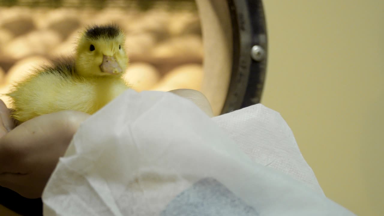 Female hold duckling in hands against blurred incubator with eggs