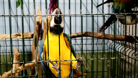 сolorful portrait of amazon red macaw parrots