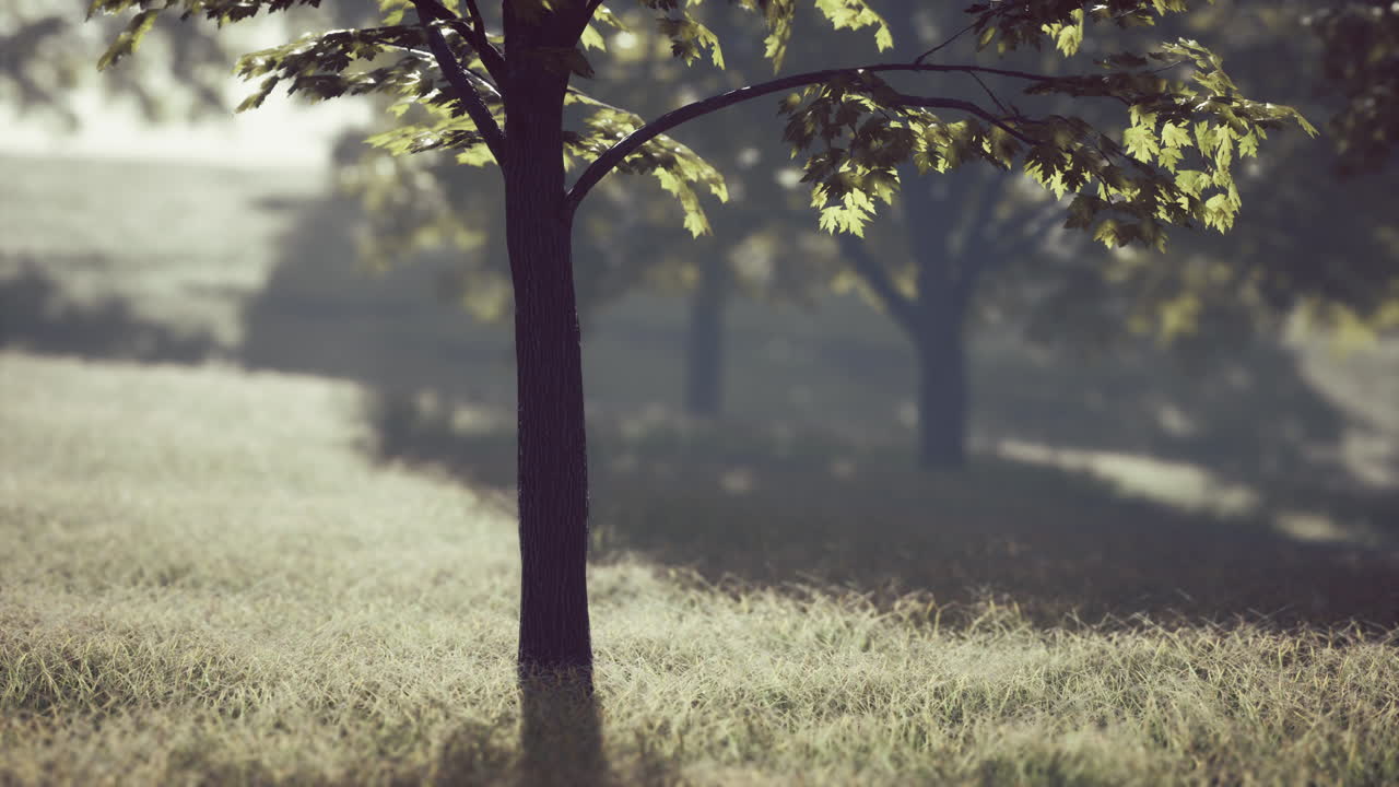 단 하나의 나무 가 있는 안개 가 가득 한 숲 장면