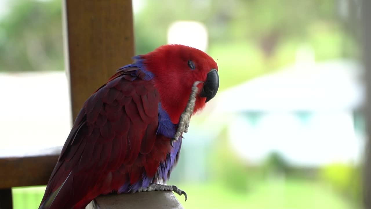 vista de perfil de loro rojo en barandilla, rasguños en la cara, bostezos, pájaro mascota