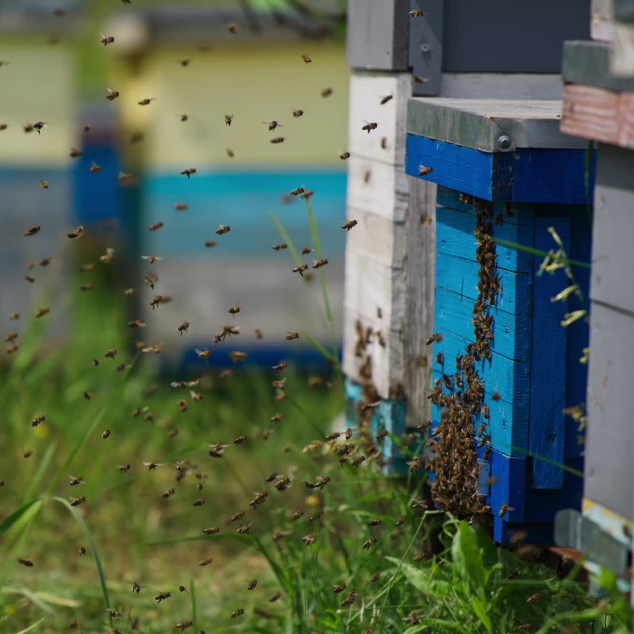 Numerous bees coming back to their bee hives. Wooden bee houses at the organic bee keeping farm in summer
