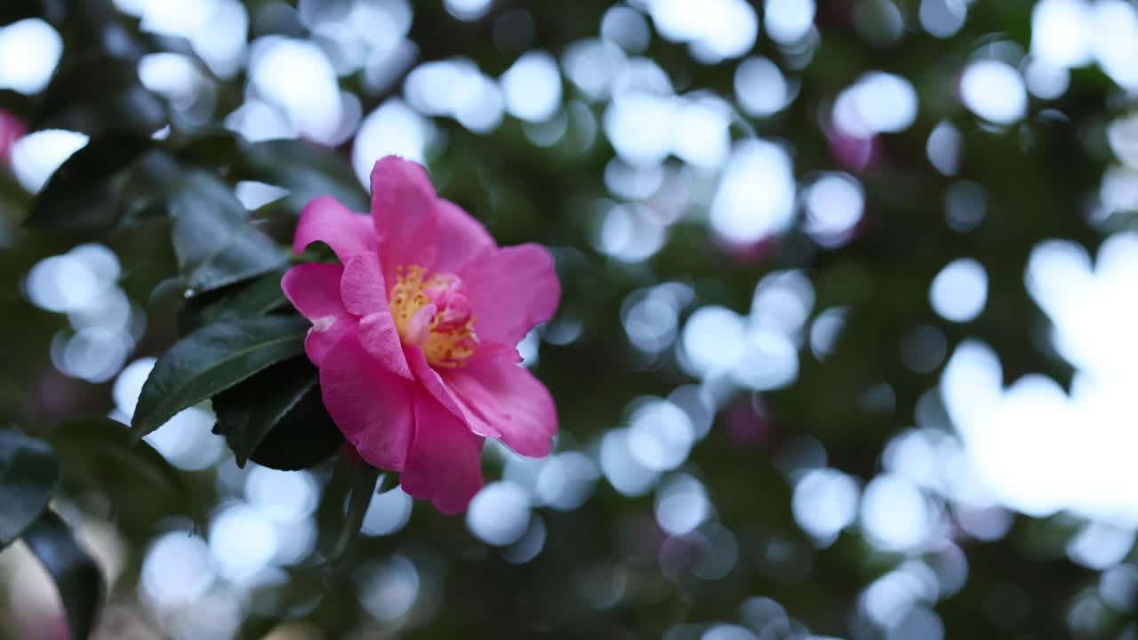 바람에 흔들리는 분홍색 꽃