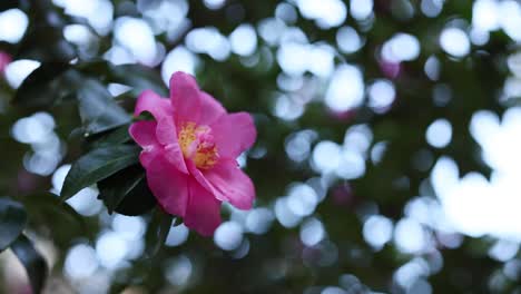 una flor rosa balanceándose en la brisa