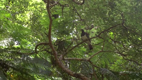 kereru pigeon flying off