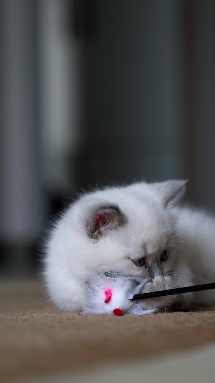 Gattino bianco che gioca con un giocattolo. Piccolo gatto che gioca con un giocattolo in casa. Video verticale.