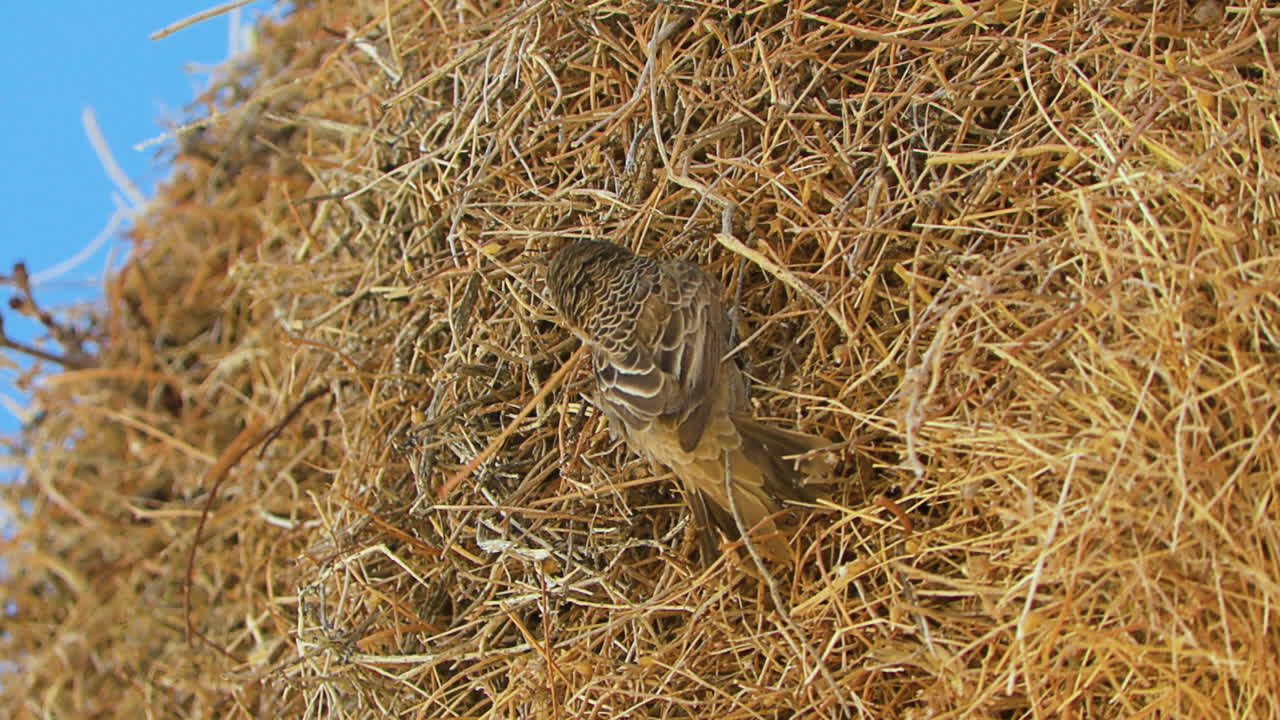 A sociable weaver bird is building its communal nest. It uses its beak to stuff a dry blade of grass into the mesh surrounding the nesting holes. Shot in slow motion.