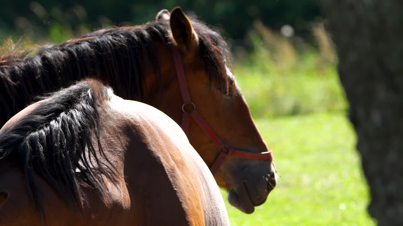 primer plano de dos caballos en un pasto verde, uno con una brida, de pie pacíficamente bajo la luz del sol, mostrando sus abrigos brillantes