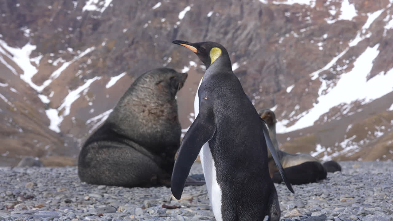 King Penguin and Seals on a Rocky Antarctic Shore