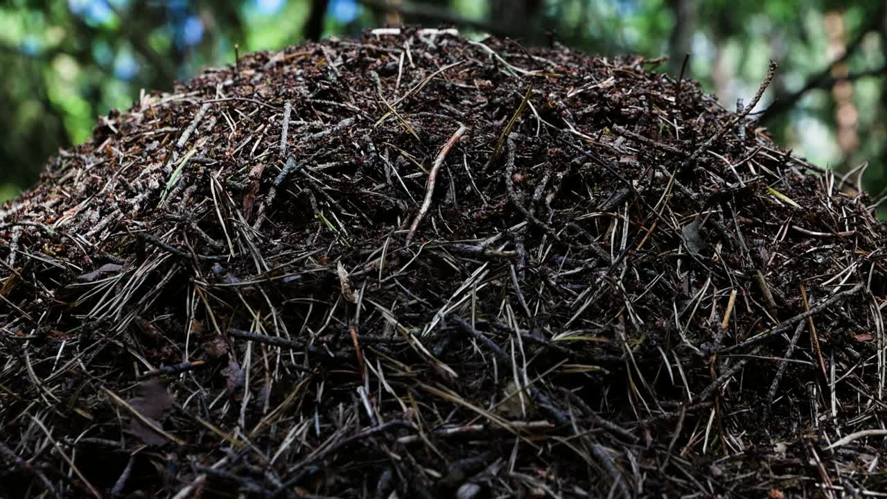 cerca de la colonia de hormigas trabajando y corriendo juntos en un hormiguero en medio del bosque