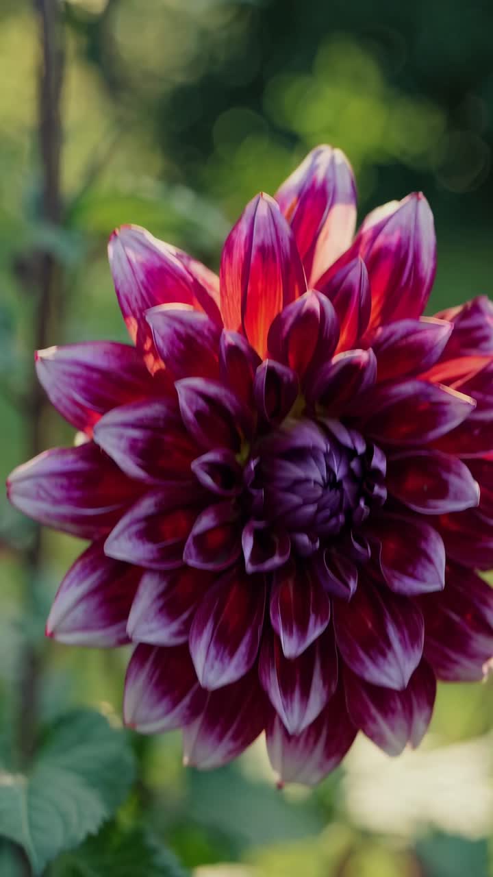 Primo piano di un vivace fiore di dalia rossa con la luce del sole che filtra attraverso i petali, ripreso di lato.