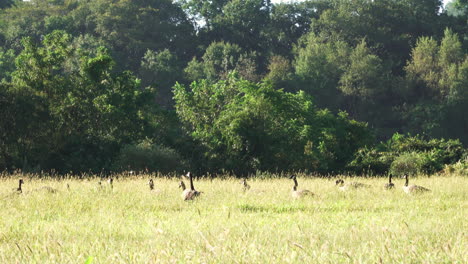 Geese-feeding-on-a-grass-covered-meadow