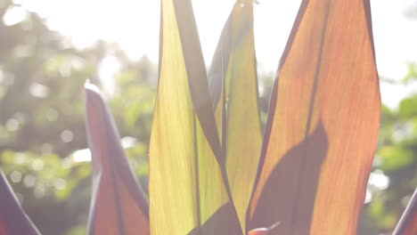 el brillo del sol se refleja en la planta naranja