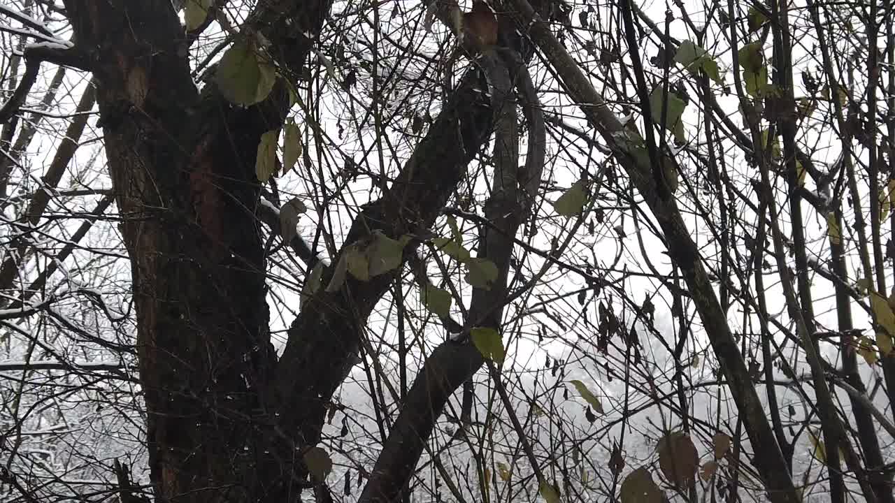 나뭇가지와 나뭇잎이 눈으로 뒤덮이는 것과 같은 고해상도 세부 사항으로 숲의 눈보라