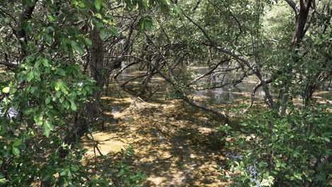 Vista-A-Través-De-La-Maleza-De-Un-Bosque-De-Manglares-En-Un-área-Recuperada-Del-Mar-En-La-Costa-De-La-Provincia-De-Samut-Prakan-En-Tailandia