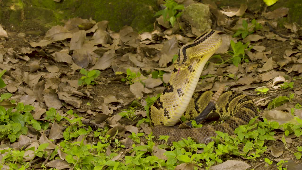 свидетель величия гремучей змеи в ее естественной среде обитания, свернутой и готовой ударить среди упавших листьев