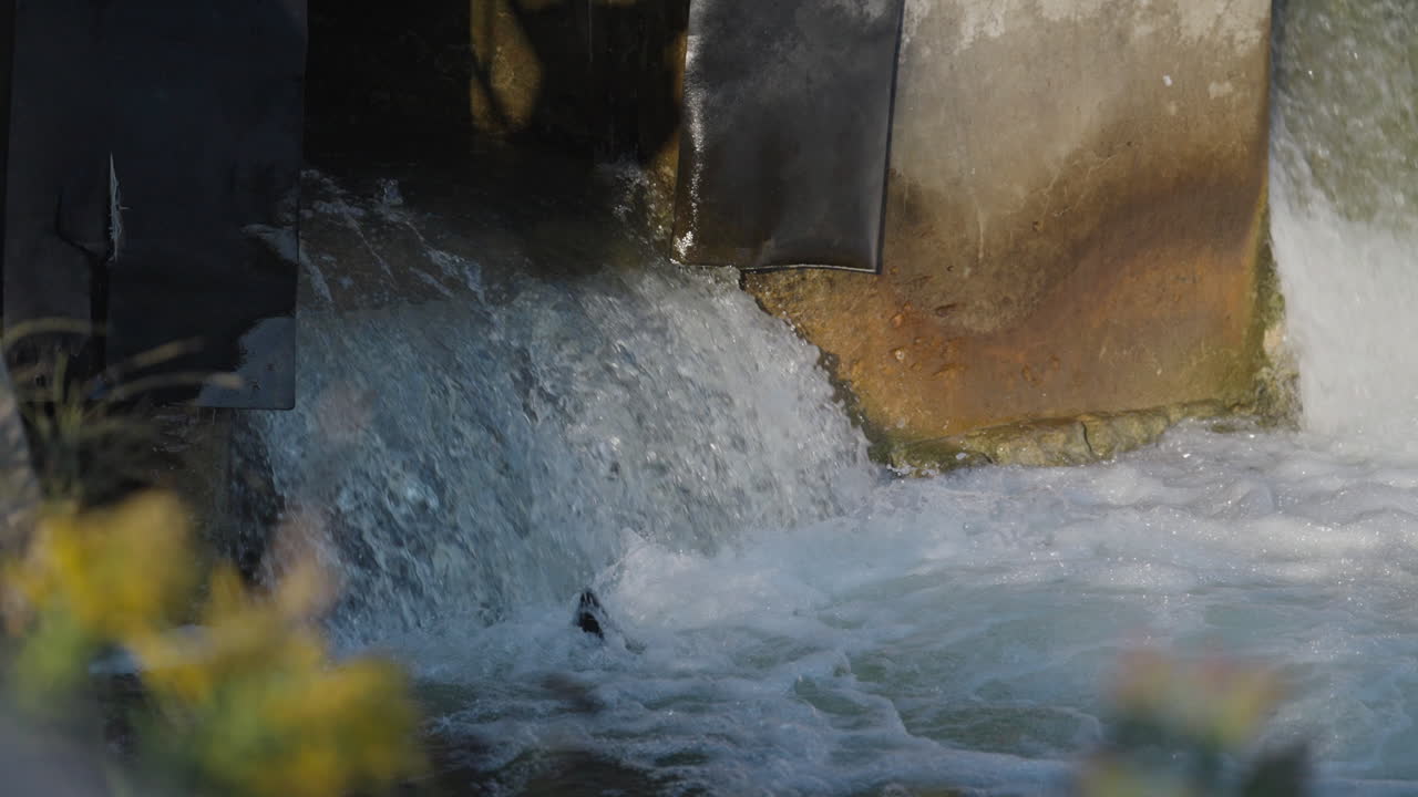 Salmon jump in slow motion at Ganaraska River, Ontario, natural struggle
