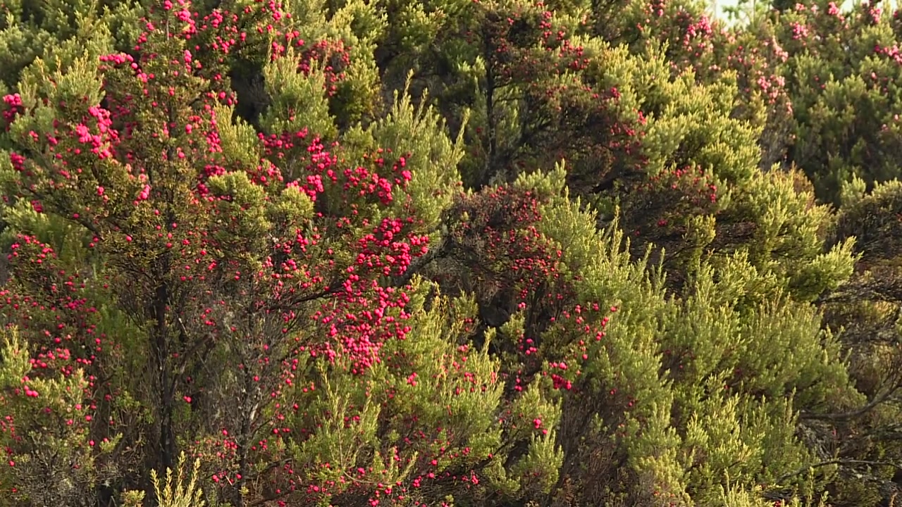 Kotoperäinen ohelo-pensas (Vaccinium reticulatum) punaisine marjoineen Waikamoi Preservessä, Maui, Havaiji. Staattinen lähikuva rehevästä havaijilaisesta kasvillisuudesta ja endeemisestä metsäympäristöstä, USA.