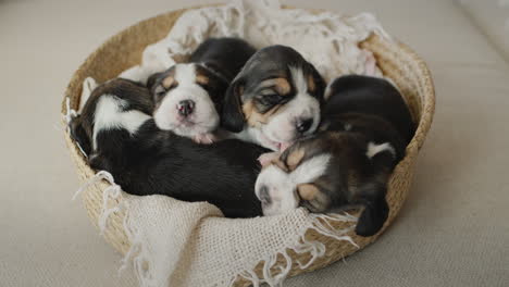 muchos cachorros de beagle están en la canasta. la canasta está en el sofá de la casa