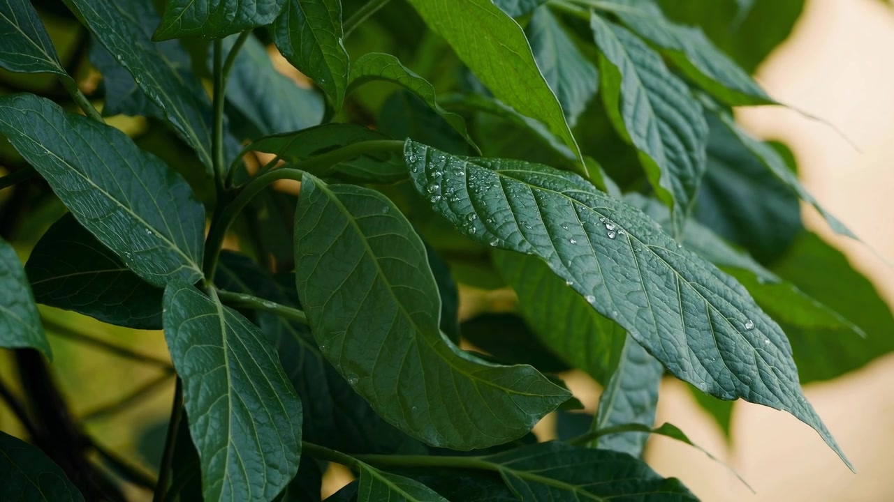 Primo piano di foglie verdi con gocce di pioggia nella natura