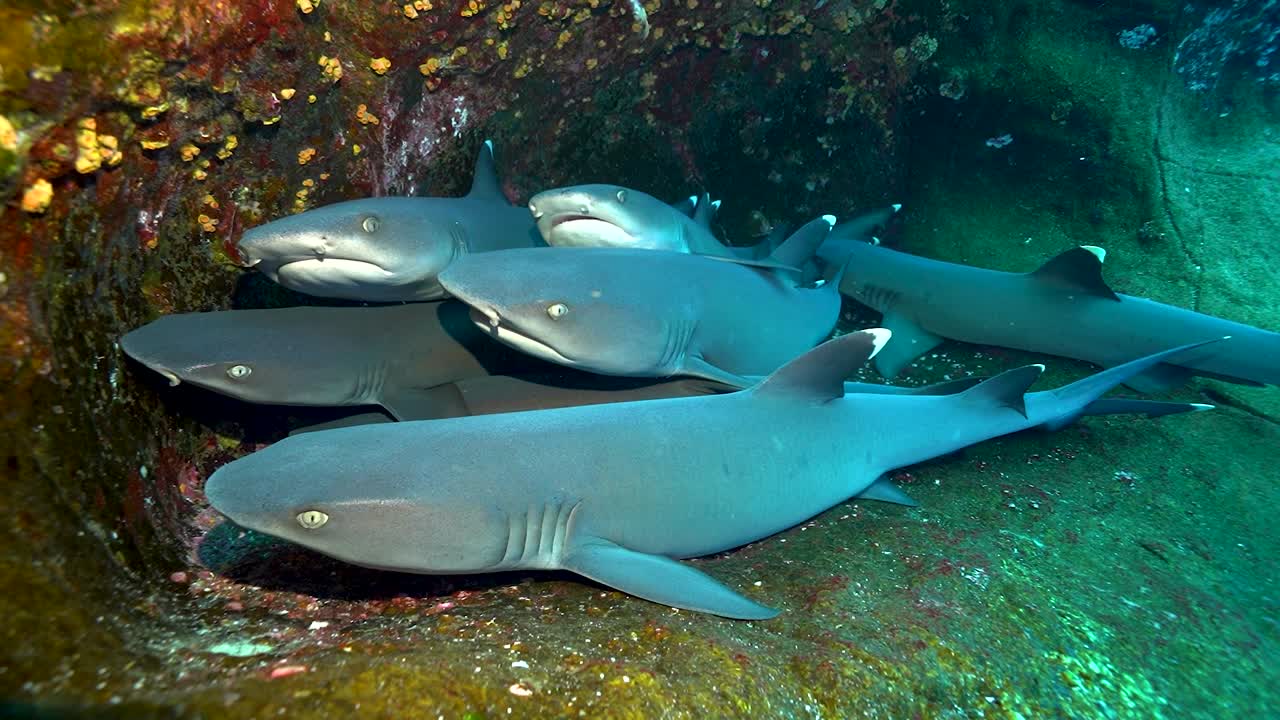 Whitetip reef sharks rest in shallow reef cave stacked on each other