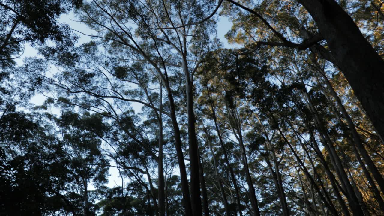 Eucalyptus forest Australia - 360 degree spin on tripod - blue sky, green leaves, golden hour - 4K 59