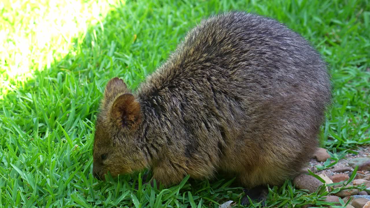 En quokka (Setonix brachyurus) letar efter föda på den gräsbevuxna marken, närbild