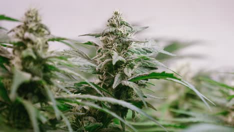 dolly shot of a cannabis plants growing in a grow tent during flowering stage