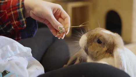 conejitos comiendo hierbas de la mano, uhd en cámara lenta