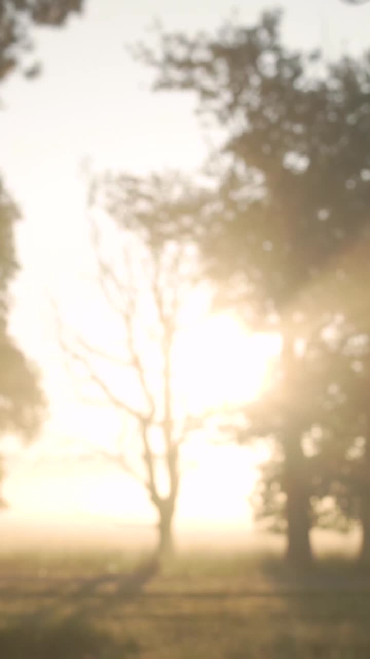 Alba tra gli alberi in un campo nebbioso