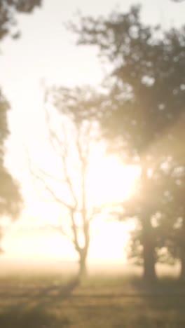 sunrise through the trees in a misty field