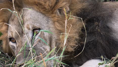 a male lion wakes up, being alerted and growling showing his teeth